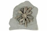 Jurassic Fossil Urchin (Firmacidaris) - Amellago, Morocco #194857-1